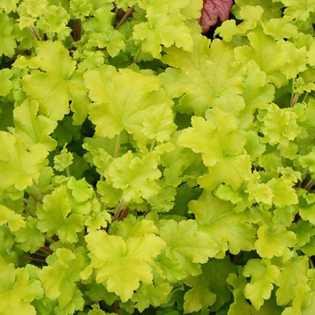 Clopotel purpuriu verde-lime (Heuchera) Lime Marmalade, acoperitor de sol