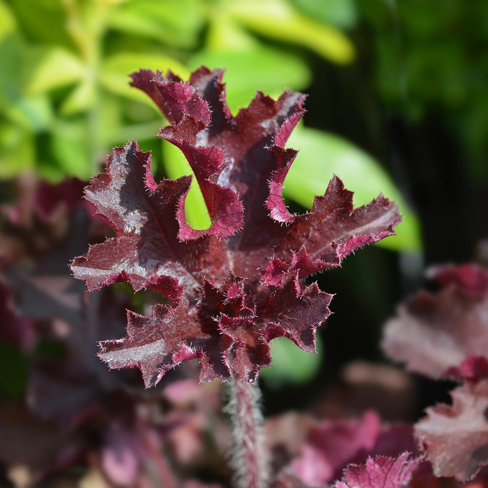Clopotel purpuriu violet-rosiatic (Heuchera) Melting Fire, acoperitor de sol