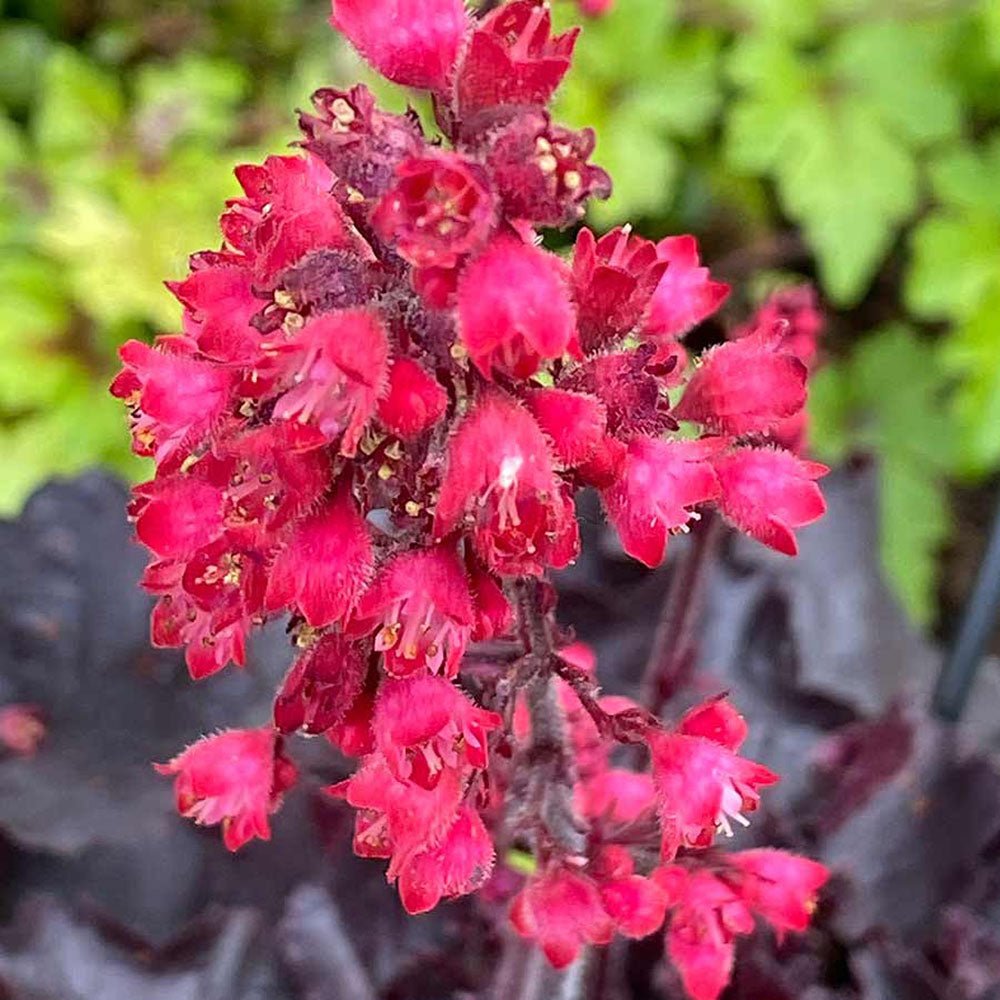 Clopotel purpuriu negru (Heuchera) Black Forest Cake, acoperitor de sol