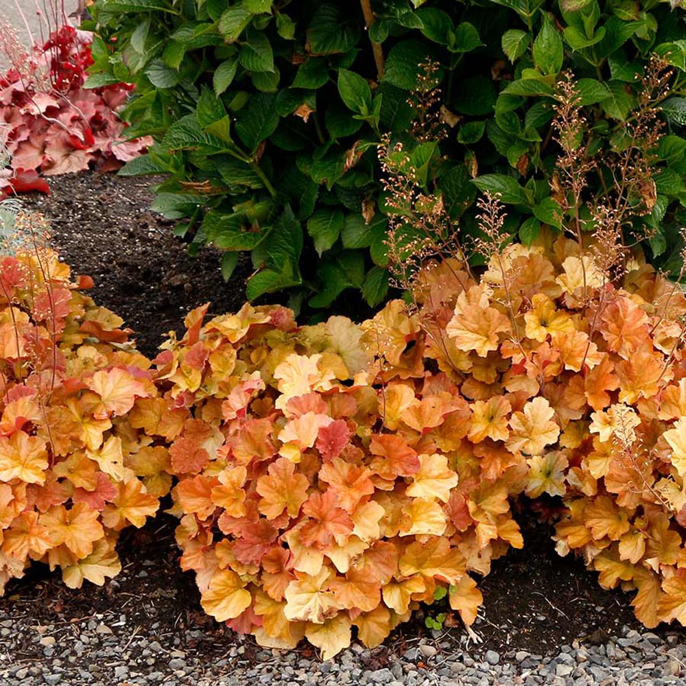 Clopotel purpuriu chihlimbar-bronz (Heuchera) Northern Exposure Amber, acoperitor de sol