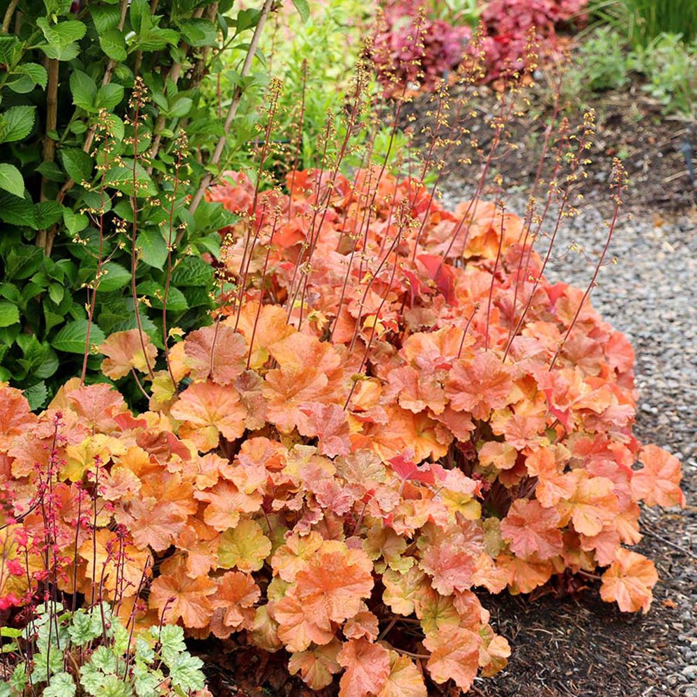 Clopotel purpuriu chihlimbar-bronz (Heuchera) Northern Exposure Amber, acoperitor de sol
