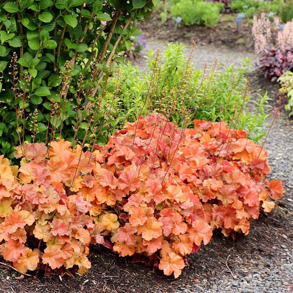 Clopotel purpuriu chihlimbar-bronz (Heuchera) Northern Exposure Amber, acoperitor de sol