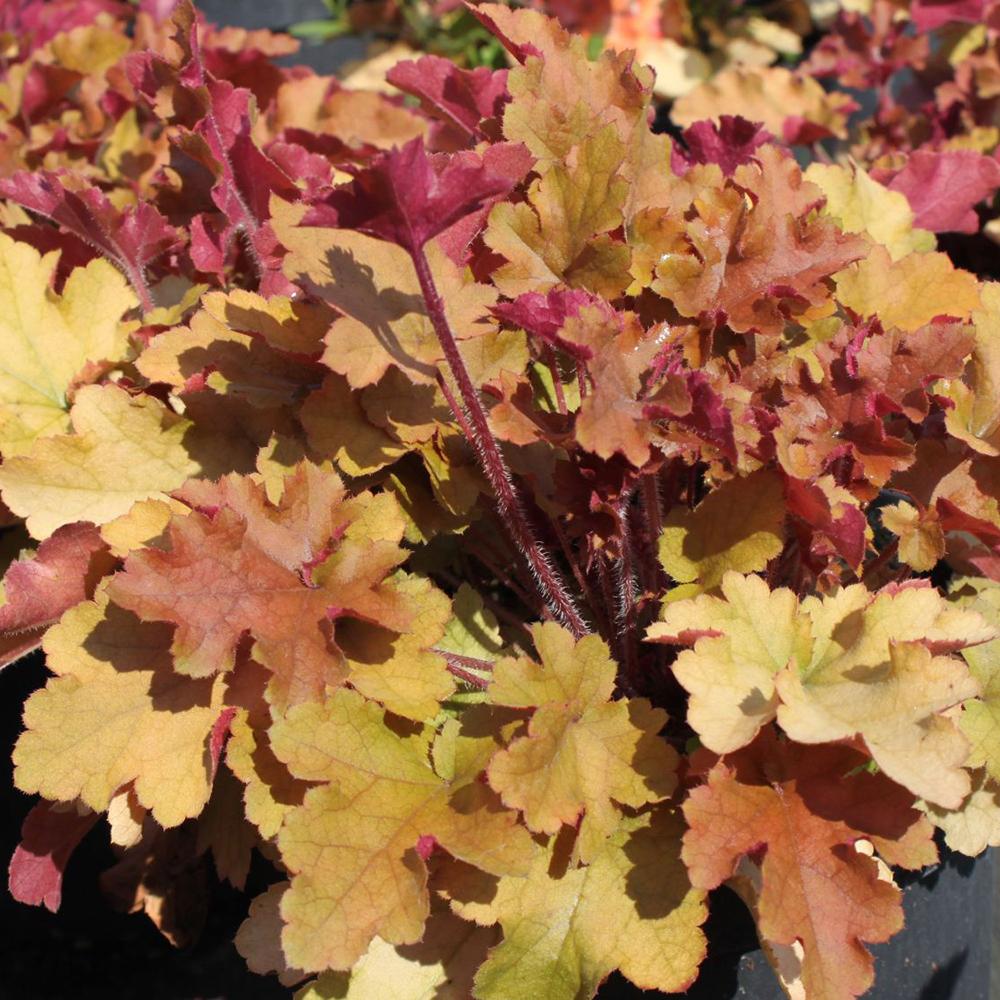 Clopotel purpuriu galben-lamai (Heuchera) Orange Marmalade, acoperitor de sol