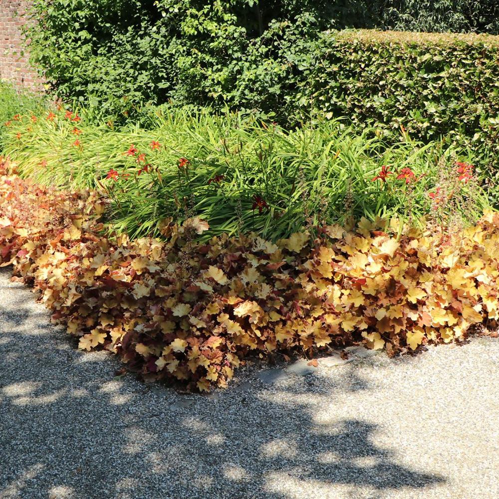 Clopotel purpuriu galben-lamai (Heuchera) Orange Marmalade, acoperitor de sol