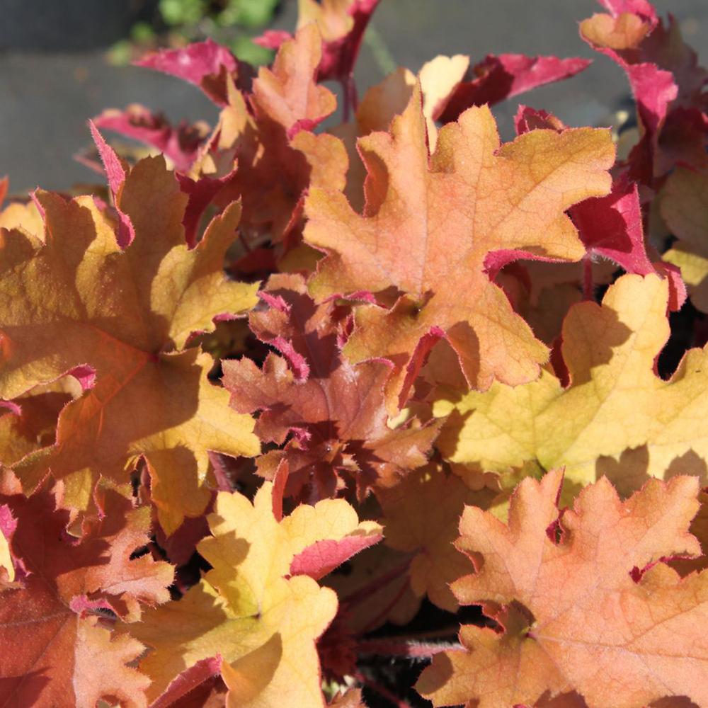Clopotel purpuriu galben-lamai (Heuchera) Orange Marmalade, acoperitor de sol