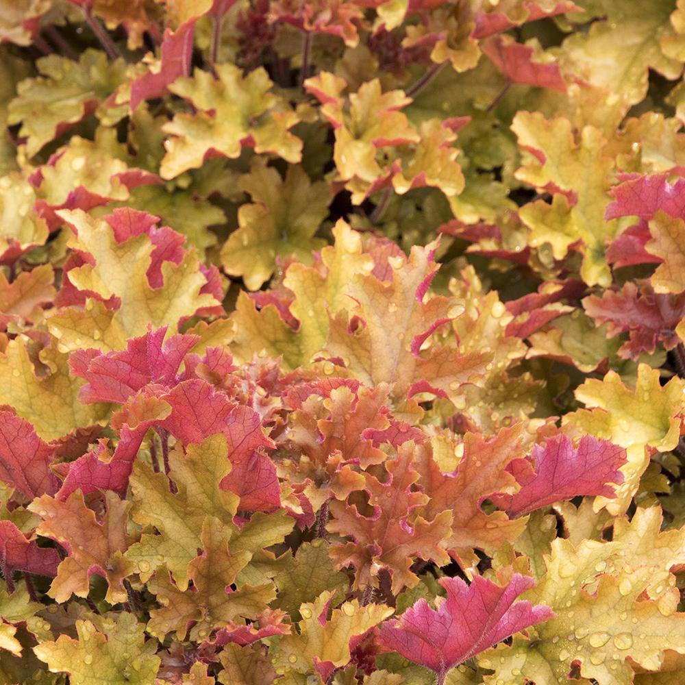 Clopotel purpuriu galben-lamai (Heuchera) Orange Marmalade, acoperitor de sol