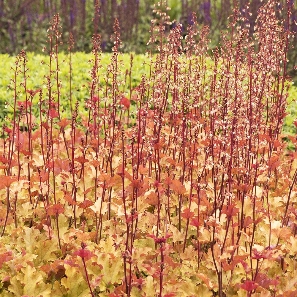 Clopotel purpuriu galben-lamai (Heuchera) Orange Marmalade, acoperitor de sol