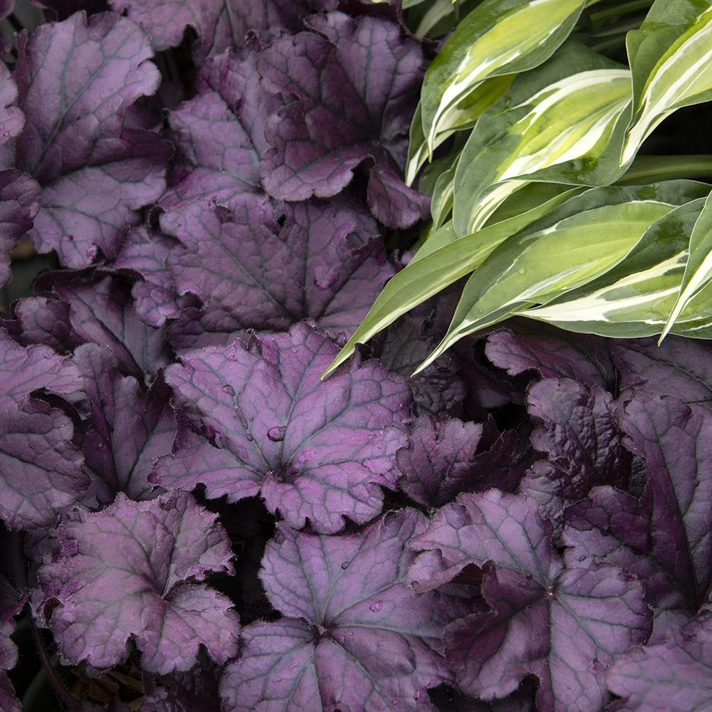 Clopotel purpuriu inchis (Heuchera) Palace Purple, acoperitor de sol