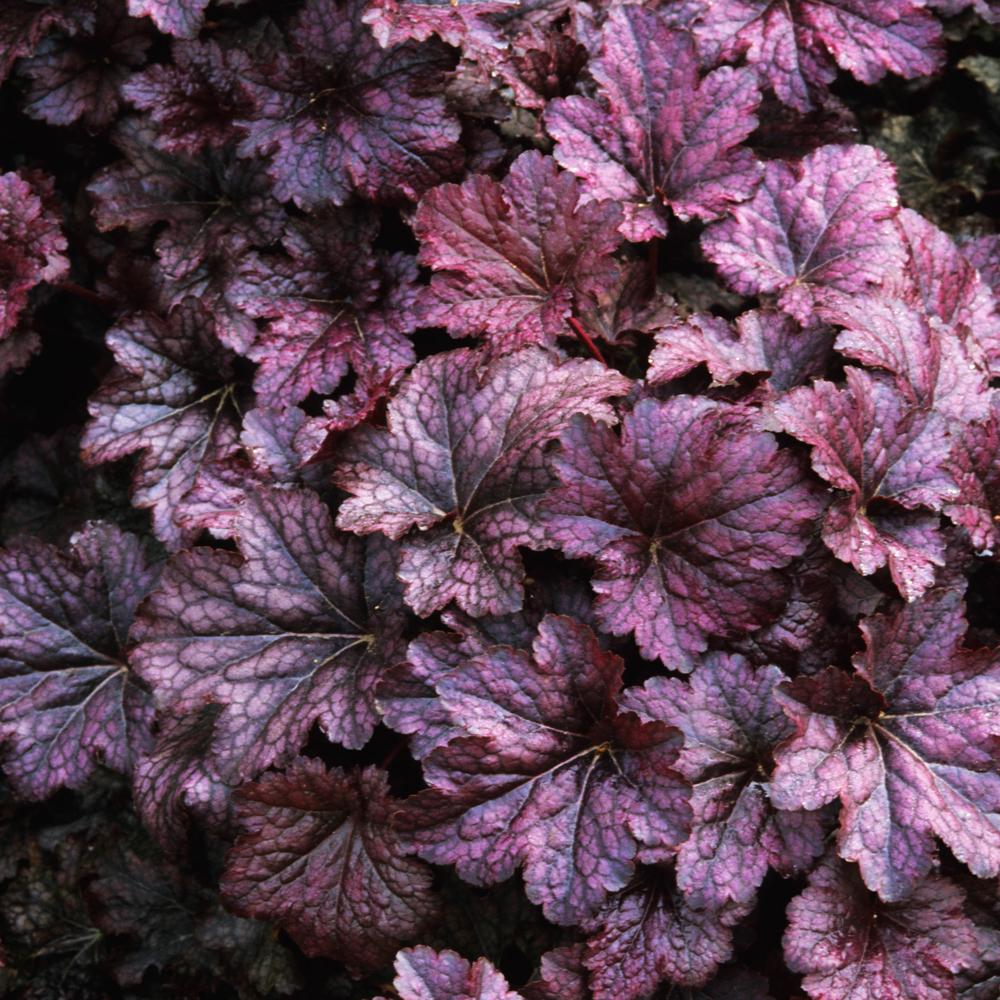 Clopotel purpuriu inchis (Heuchera) Palace Purple, acoperitor de sol