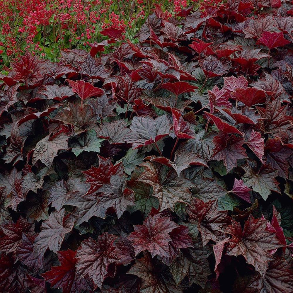 Clopotel purpuriu inchis (Heuchera) Palace Purple, acoperitor de sol
