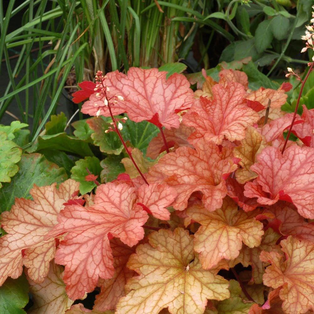 Clopotel purpuriu rosu-portocaliu (Heuchera) Paprika, acoperitor de sol
