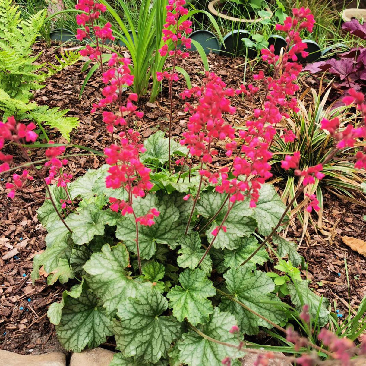 Clopotel purpuriu (Heuchera) Paris, acoperitor de sol