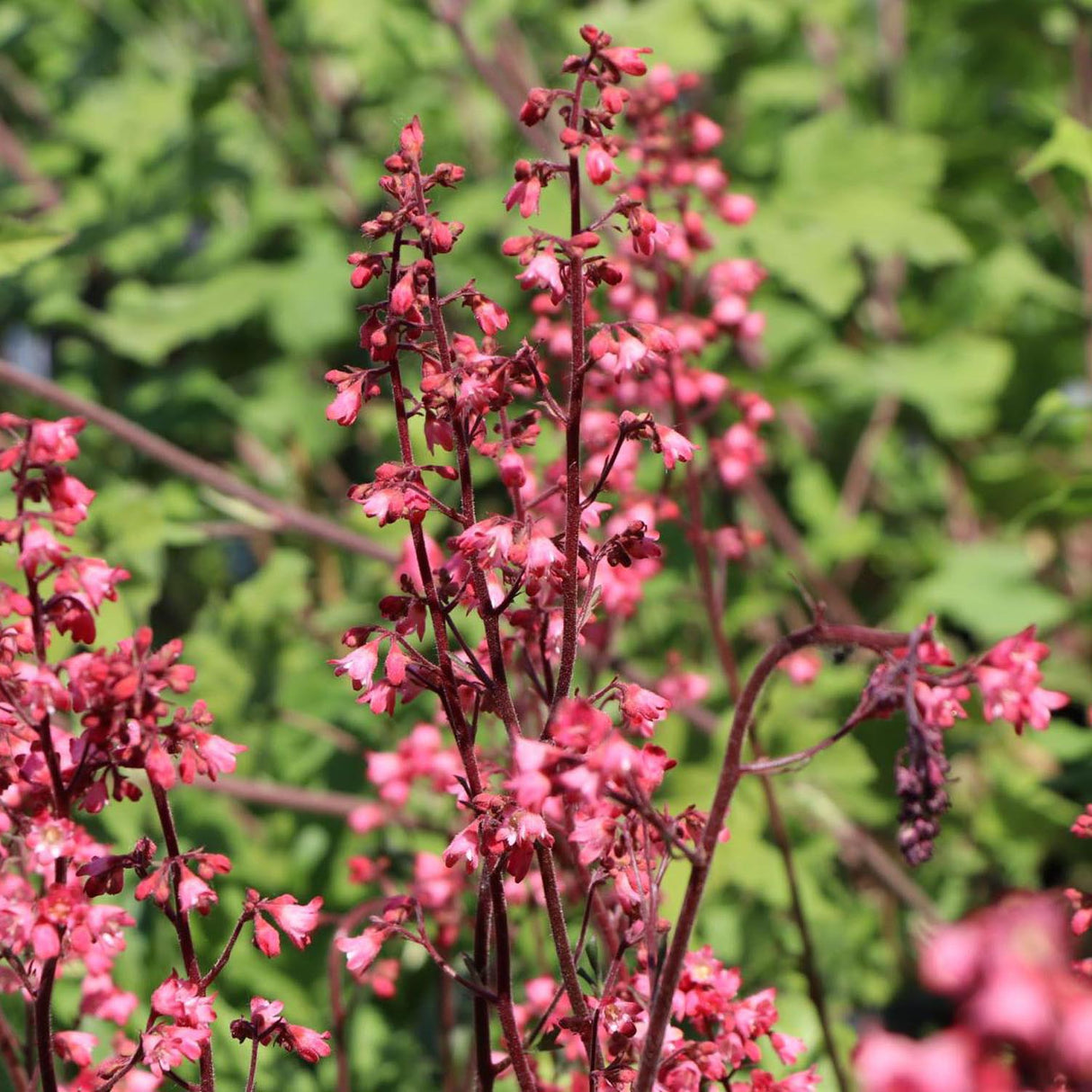 Clopotel purpuriu (Heuchera) Paris, acoperitor de sol