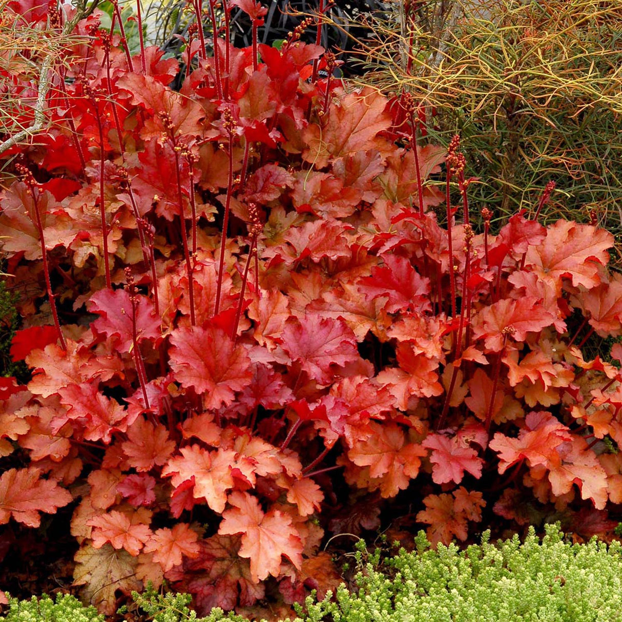 Clopotel purpuriu piersica-bronz (Heuchera) Peach Flambe, acoperitor de sol