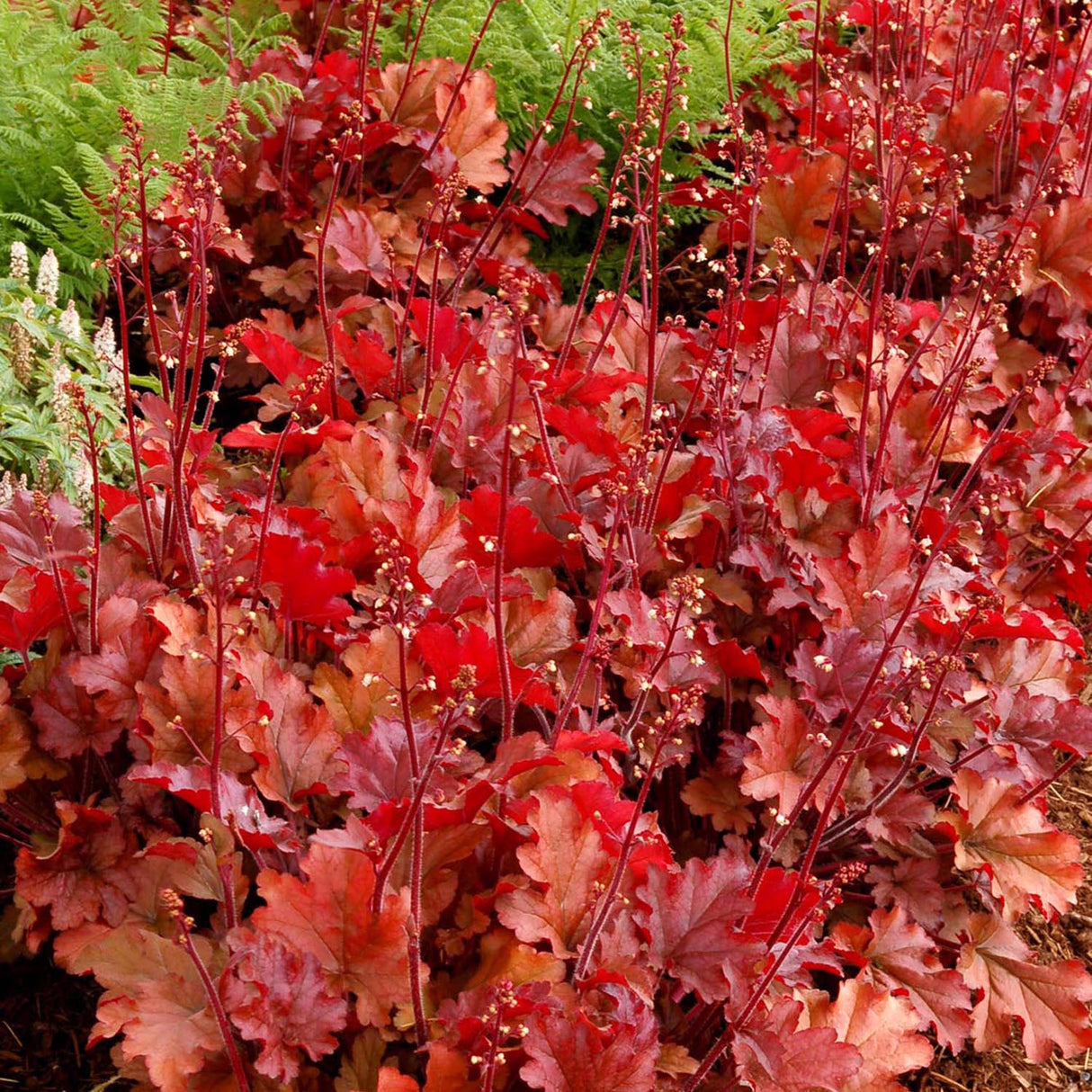 Clopotel purpuriu piersica-bronz (Heuchera) Peach Flambe, acoperitor de sol