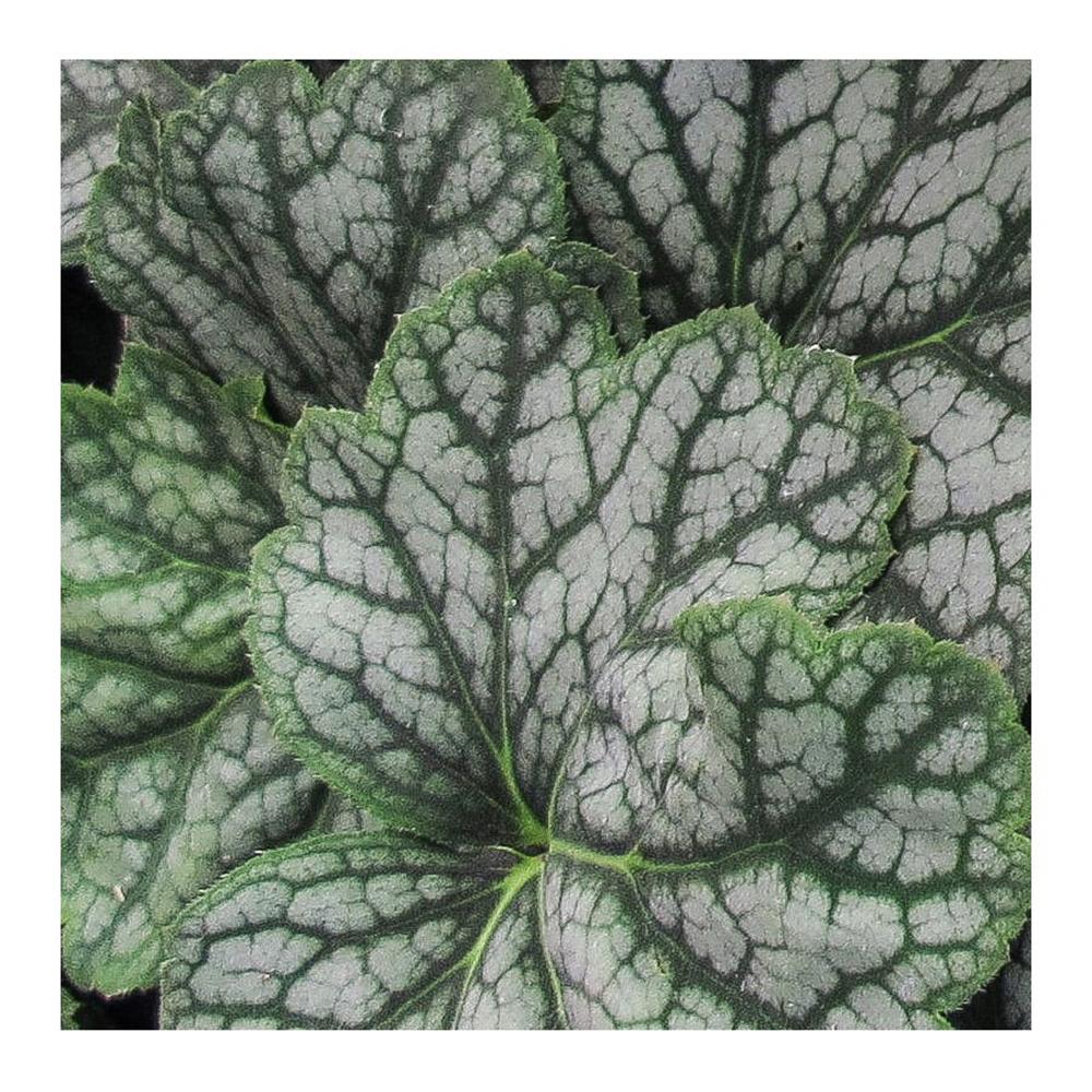 Heuchera Quicksilver