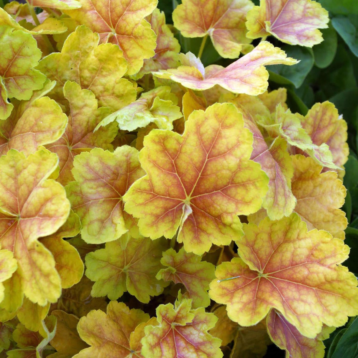 Clopotel purpuriu auriu (Heuchera) Red Lightning, acoperitor de sol