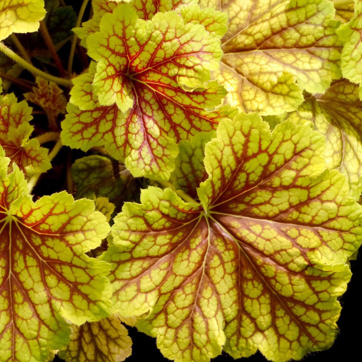 Clopotel purpuriu auriu (Heuchera) Red Lightning, acoperitor de sol