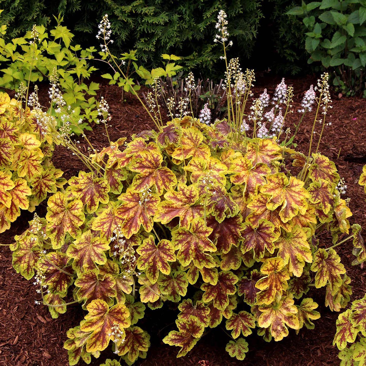 Clopotel purpuriu auriu (Heuchera) Red Lightning, acoperitor de sol