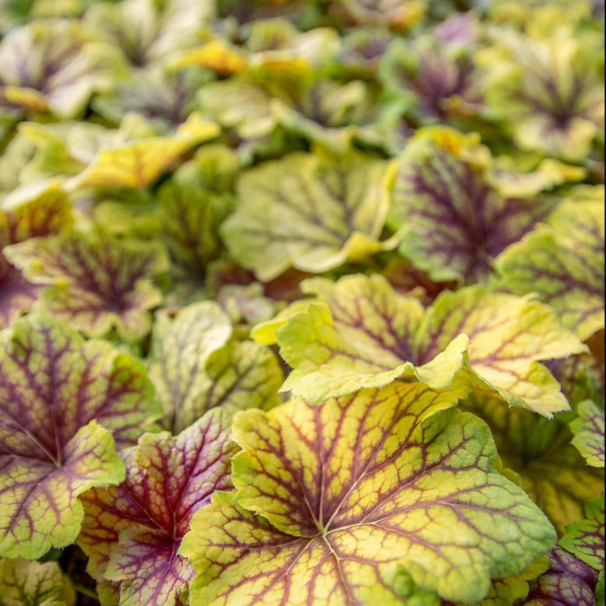 Clopotel purpuriu auriu (Heuchera) Red Lightning, acoperitor de sol