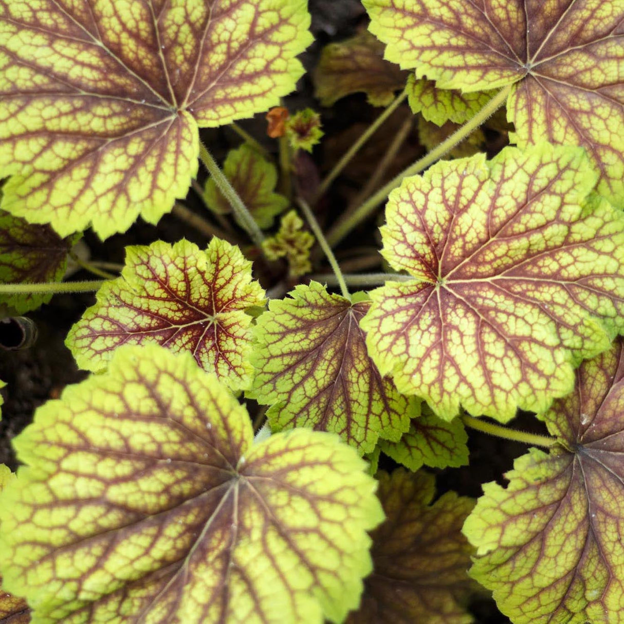 Clopotel purpuriu auriu (Heuchera) Red Lightning, acoperitor de sol