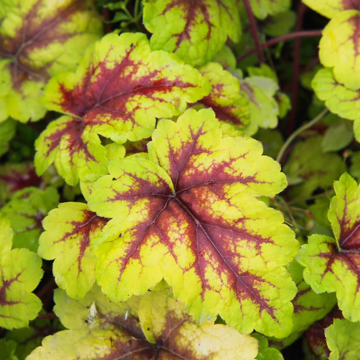 Clopotel purpuriu auriu (Heuchera) Red Lightning, acoperitor de sol