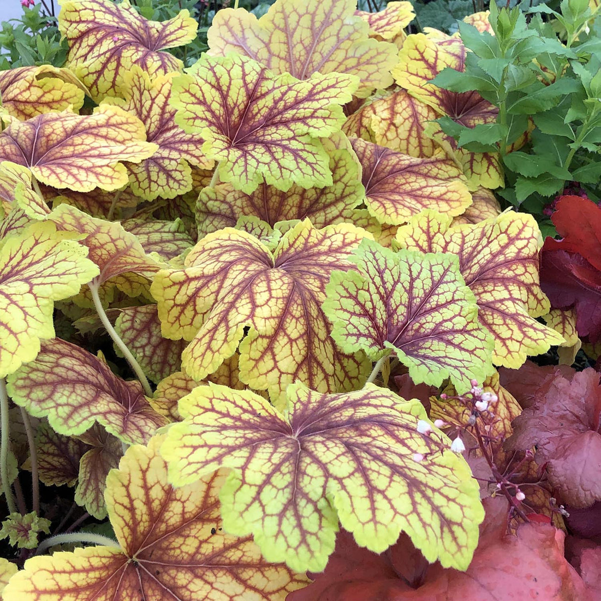 Clopotel purpuriu auriu (Heuchera) Red Lightning, acoperitor de sol