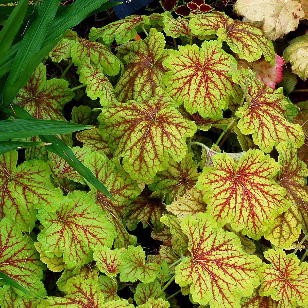 Clopotel purpuriu auriu (Heuchera) Red Lightning, acoperitor de sol