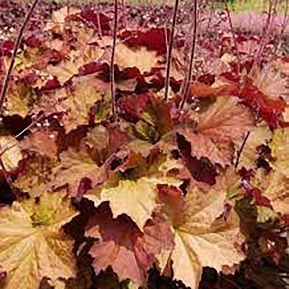 Clopotel purpuriu somon-visiniu (Heuchera) Rex Dark Amber, acoperitor de sol