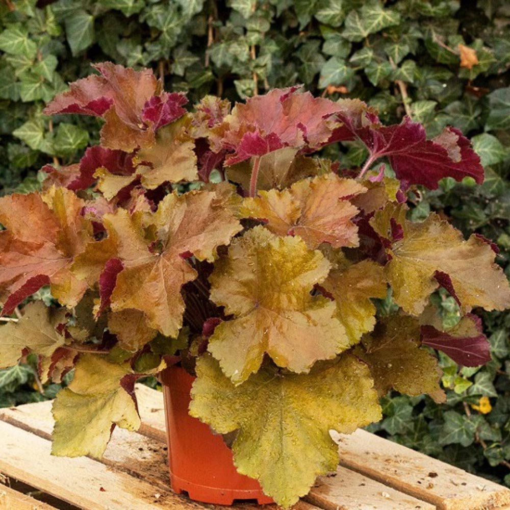 Clopotel purpuriu somon-visiniu (Heuchera) Rex Dark Amber, acoperitor de sol