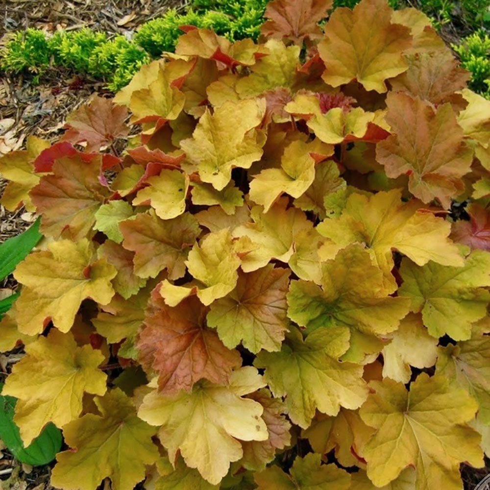 Clopotel purpuriu somon-visiniu (Heuchera) Rex Dark Amber, acoperitor de sol