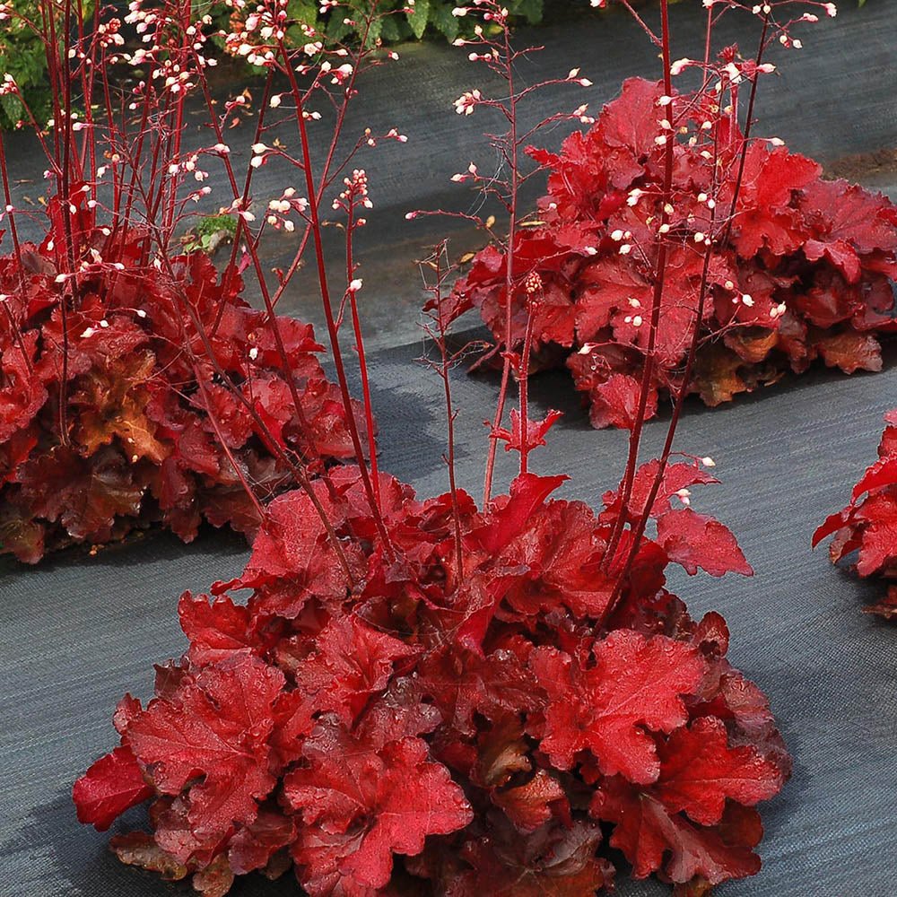Clopotel purpuriu rosu-aprins (Heuchera) Forever Red, acoperitor de sol