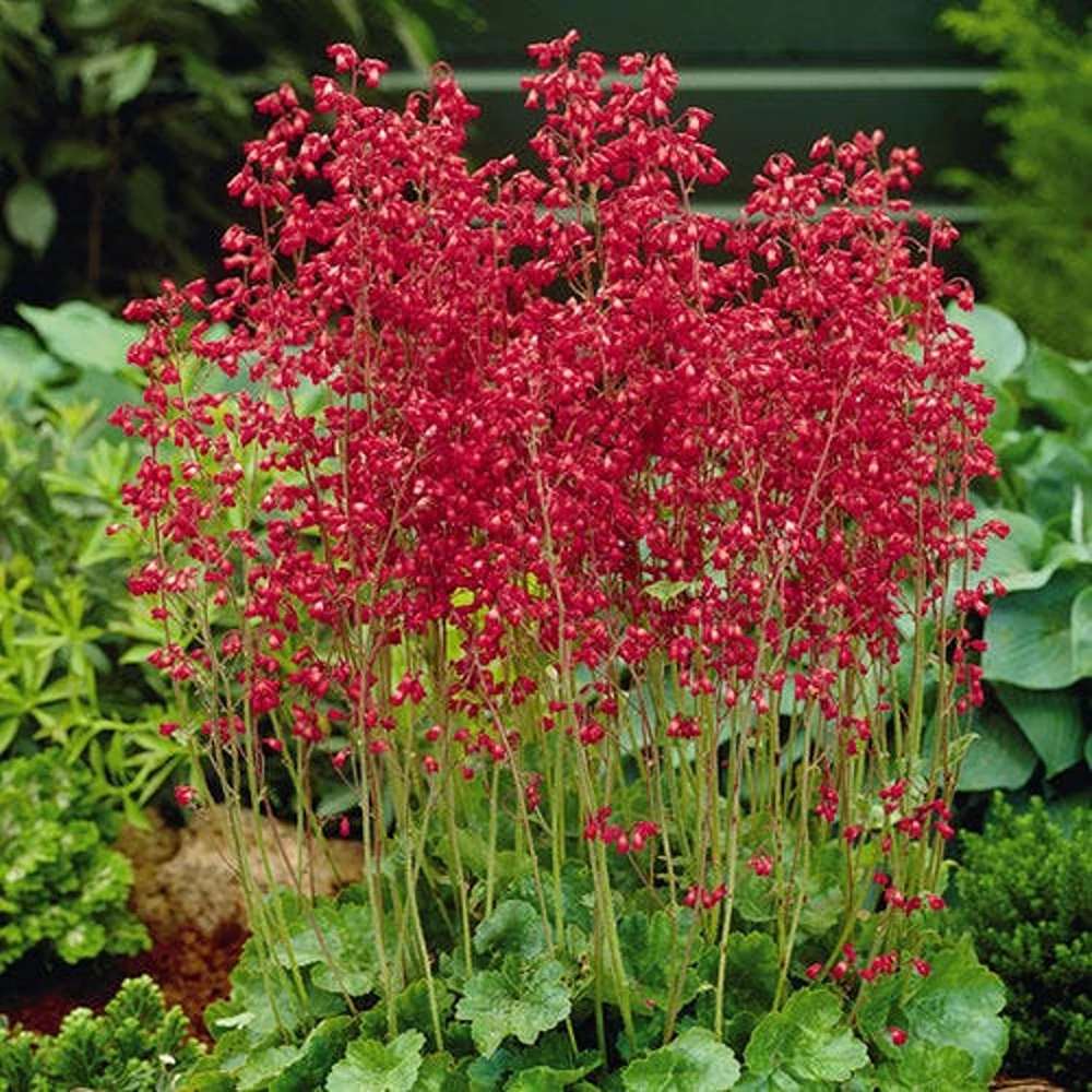 Clopotelul purpuriu (Heuchera) Leuchtkäfer, acoperitor de sol
