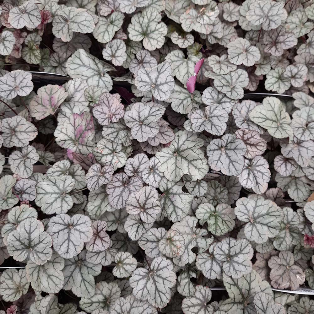 Clopotel purpuriu argintiu (Heuchera) Silver Scrolls, acoperitor de sol