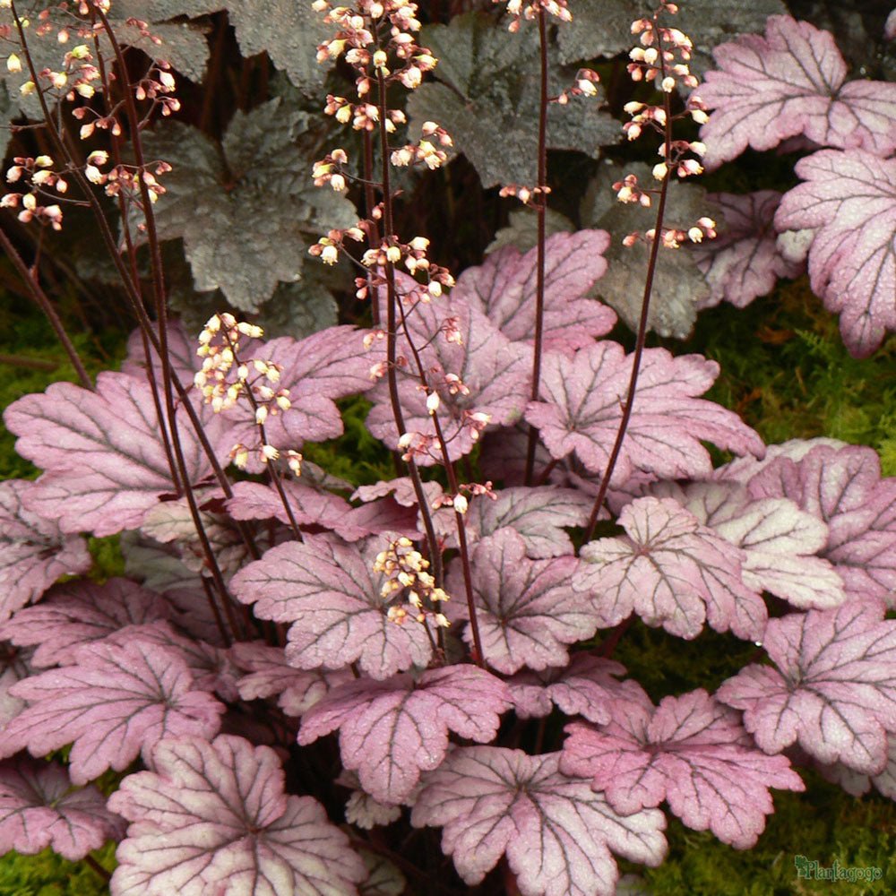 Clopotel purpuriu (Heuchera) Sugar Plum, acoperitor de sol