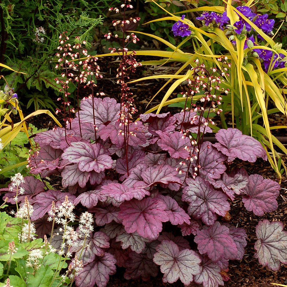 Clopotel purpuriu (Heuchera) Sugar Plum, acoperitor de sol