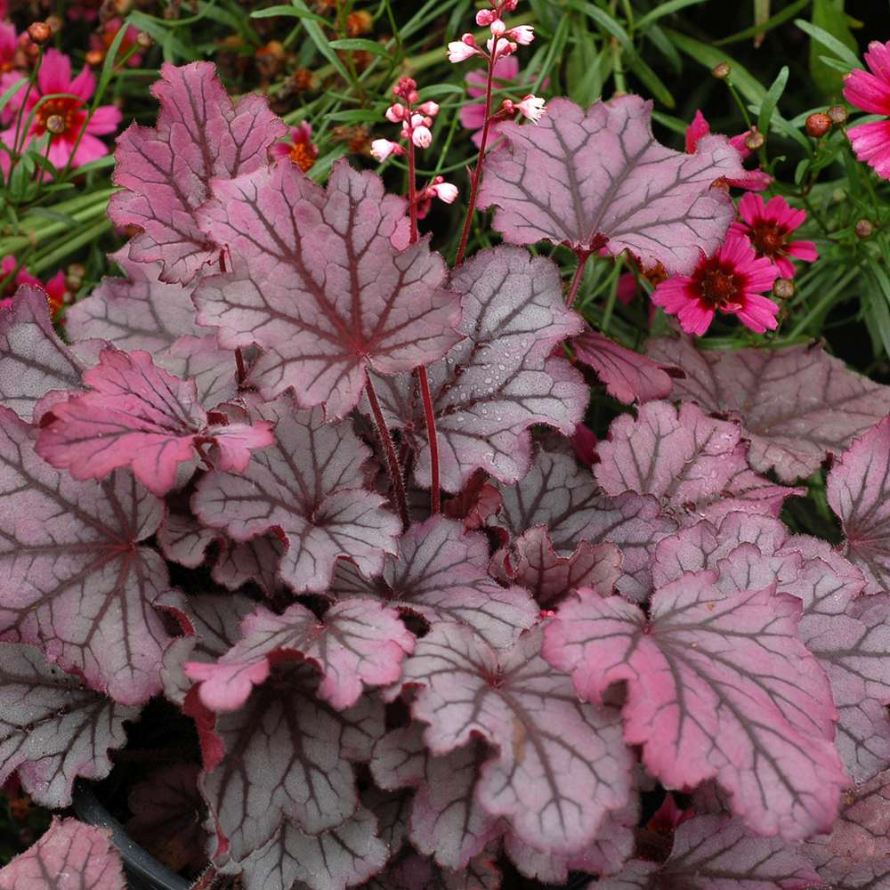 Clopotel purpuriu (Heuchera) Sugar Plum, acoperitor de sol