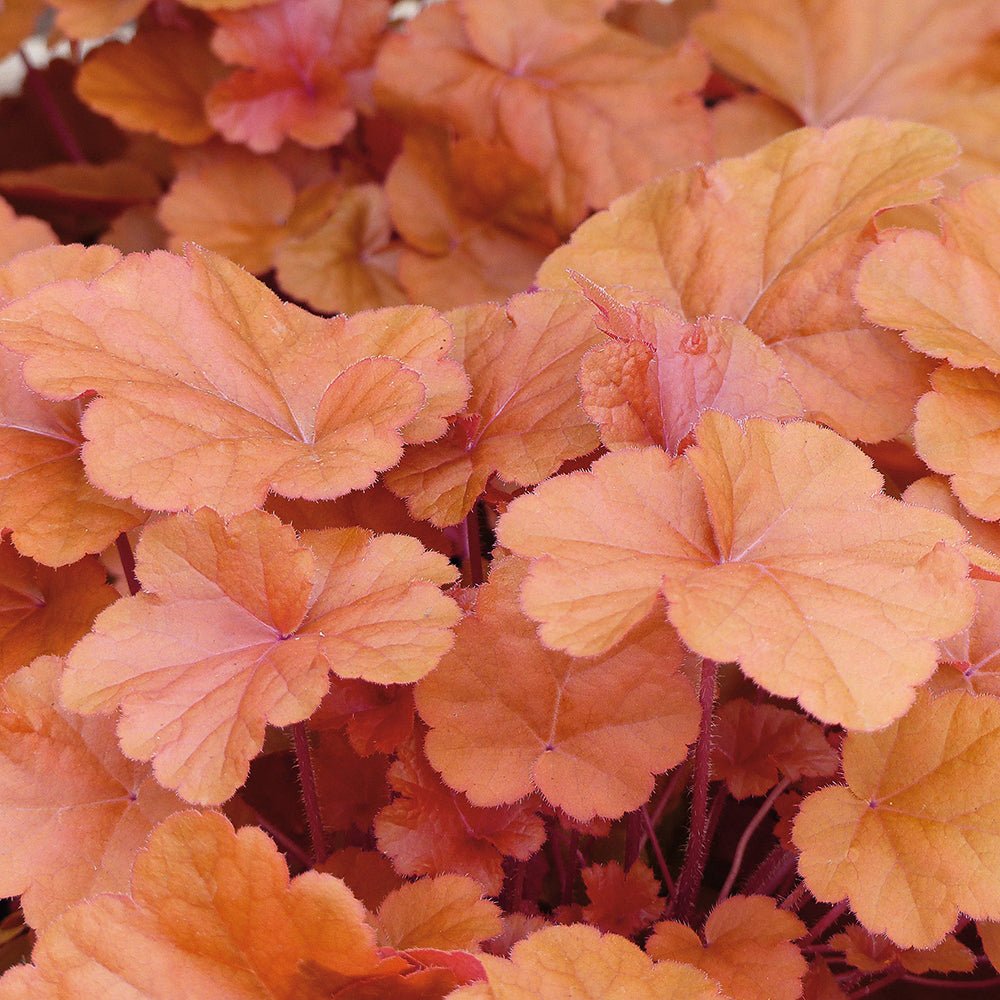Clopotel purpuriu portocaliu (Heuchera) Timeless Orange, acoperitor de sol
