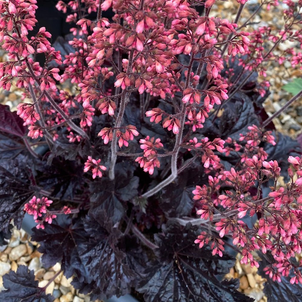 Clopotel purpuriu (Heuchera) Timeless Night, acoperitor de sol
