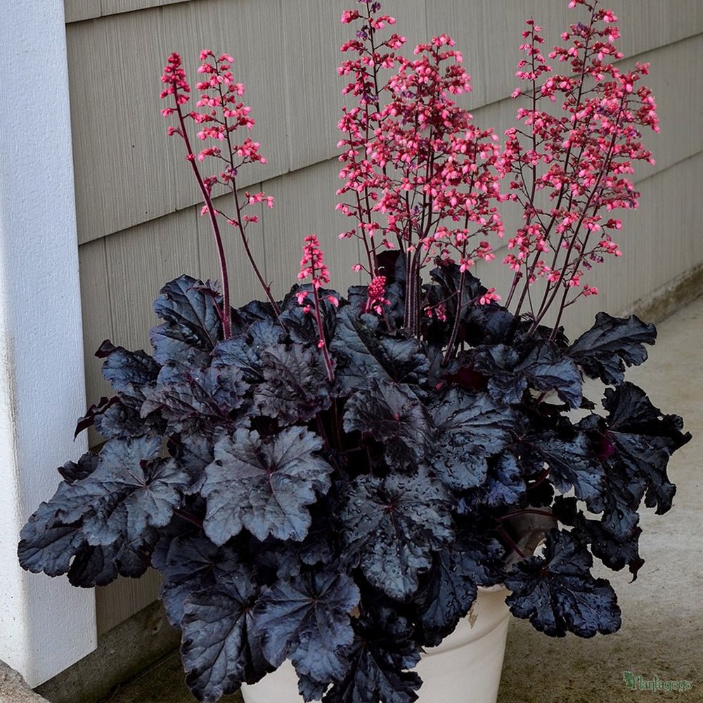 Clopotel purpuriu (Heuchera) Timeless Night, acoperitor de sol