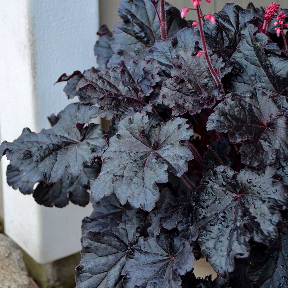 Clopotel purpuriu (Heuchera) Timeless Night, acoperitor de sol