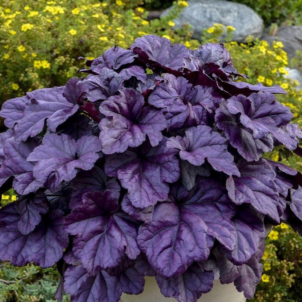 Clopotel purpuriu violet-intens (Heuchera) Wildberry, acoperitor de sol