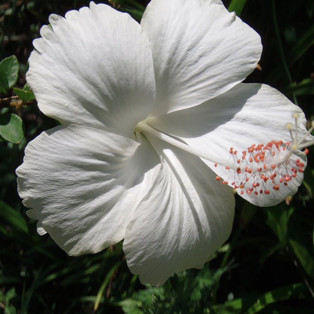 Hibiscus Alb Syriacus - Tip Copac