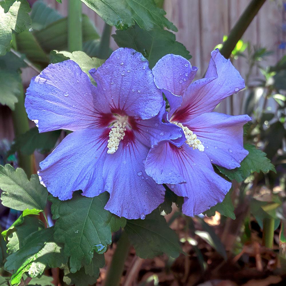 Hibiscus Bleu Syriacus - Tip Copac
