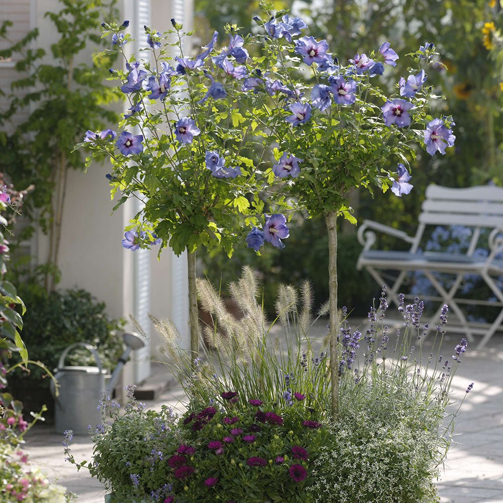 Hibiscus Bleu Syriacus - Tip Copac