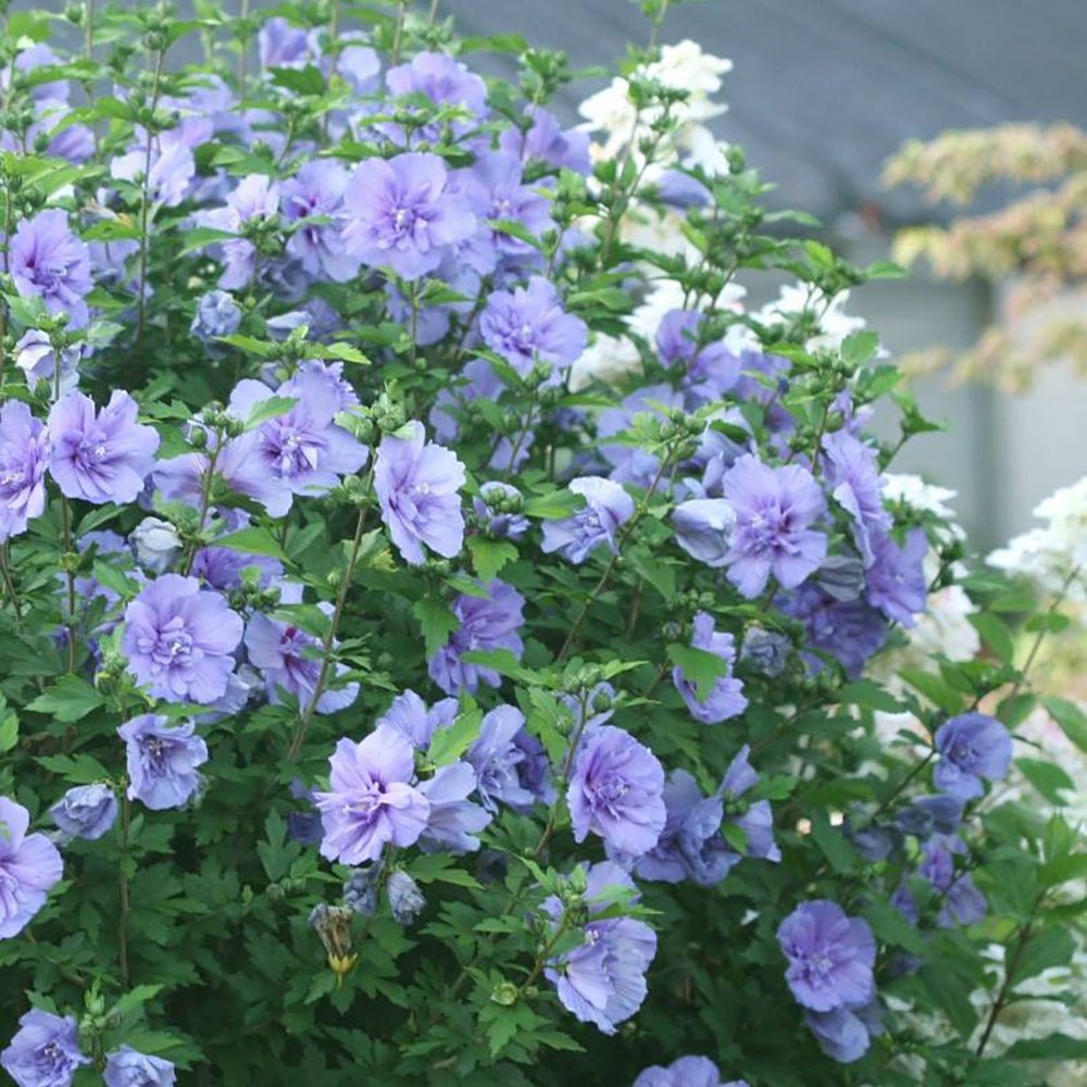 Hibiscus Blue Chiffon, cu flori albastre