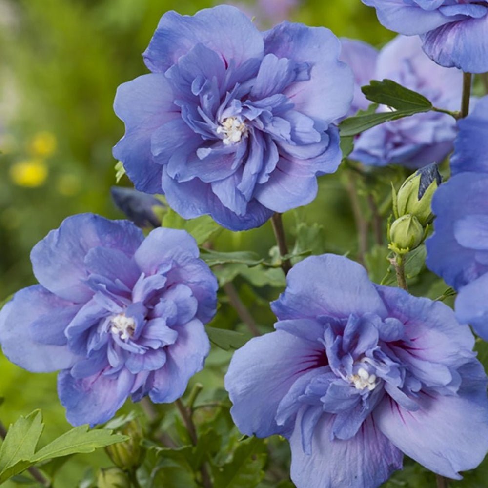 Hibiscus Blue Chiffon, cu flori albastre