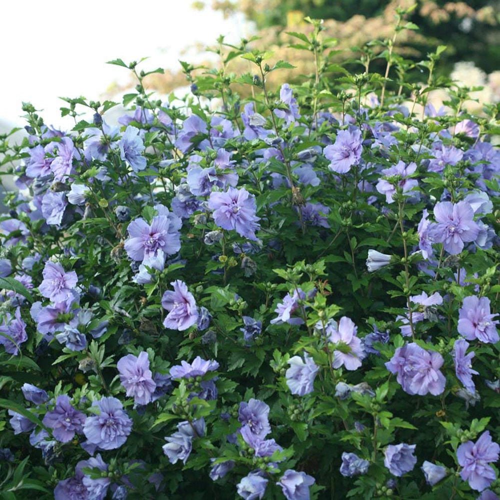 Hibiscus Blue Chiffon, cu flori albastre