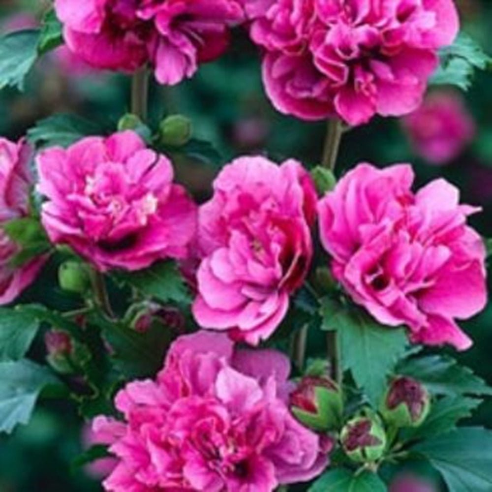 Hibiscus roz-purpuriu Duc de Brabant