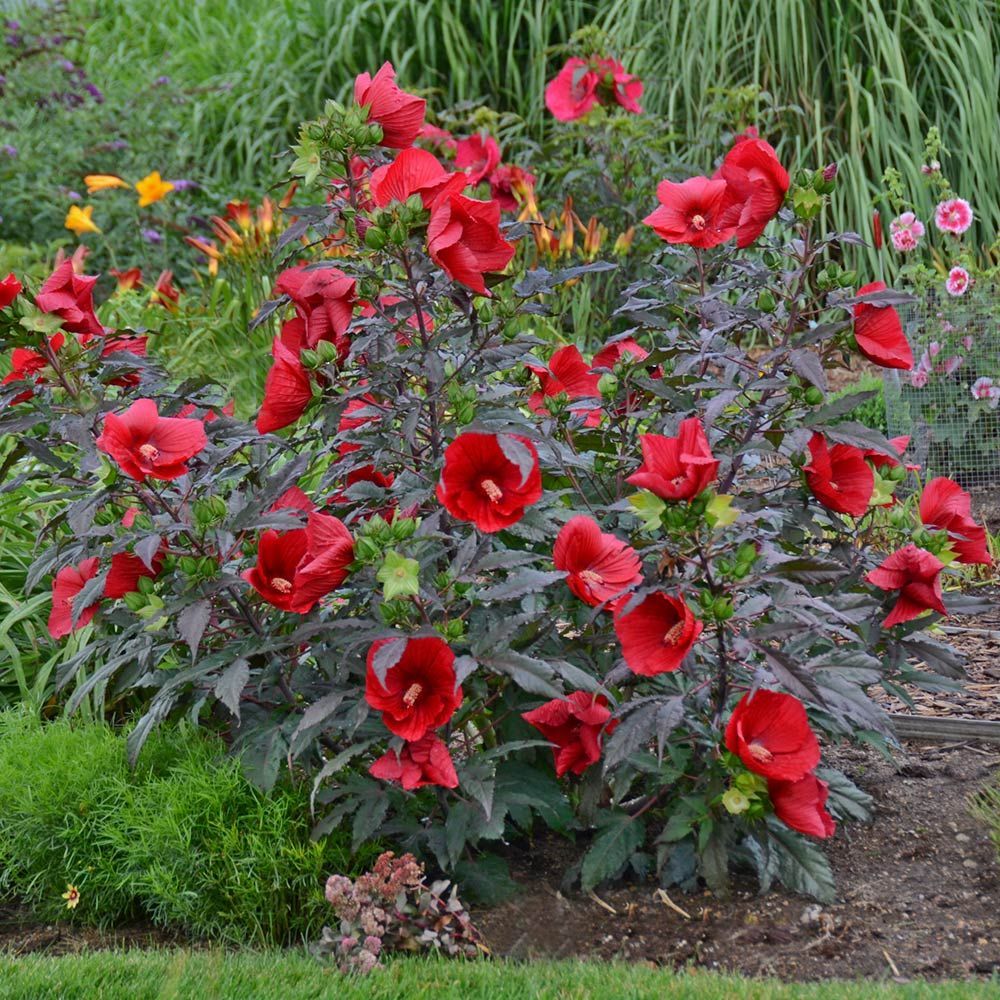 Hibiscus rosu Midnight Marvel